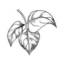 abstrakt skisse löv och grenar vektor illustration isolerat på vit. hand dragen svart vit översikt gren med löv. bläck lövverk silhuetter. blad av vegetabiliska växt hand dragen grafisk.