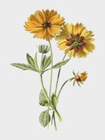 Coreopsis von Frederick Edward Hulme (1841-1909), eine Vintage-Chromolithographie von Zeckensamen. Digital verbessert durch Rawpixel. vektor