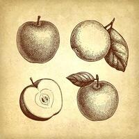 Apfel mit Blatt und geschnitten Frucht. Tinte skizzieren einstellen auf alt Papier Hintergrund. Hand gezeichnet Vektor Illustration. retro Stil.