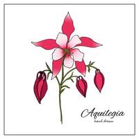 Hand gezeichnet Aquilegia Blume . Vektor Illustration von Pflanze Elemente zum Blumen- Design. bunt Akelei Blume zum Dekoration, Design.