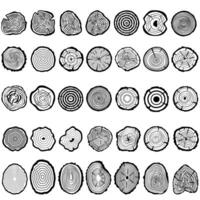 trä skiva ikon vektor uppsättning. trä ringar illustration tecken samling. träd symbol. sågverk logotyp.