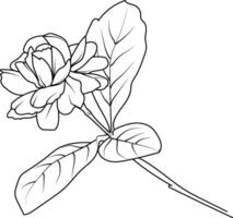 arab jasmin blomma tatuering, minimalistisk översikt jasmin blomma tatuering, svart och vit jasmin blomma teckning, teckning botanisk jasmin blomma, vetenskaplig jasmin botanisk illustration vektor