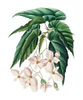 Begonie (Begonia incarnata) von Charles Dessalines D &#39;Orbigny (1806-1876). Digitalisiert aus unserer 1892er Ausgabe von Dictionnaire Universel D&#39;histoire Naturelle. vektor