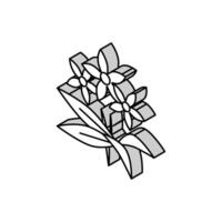 neroli Blumen Aromatherapie isometrisch Symbol Vektor Illustration