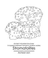 stromatoliter formationer gammal mikrobiell strukturer vektor