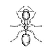 Hand gezeichnet Ameise Kolonie Sammlungen vektor