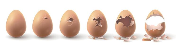 realistisch Bauernhof Hähnchen Ei gebrochen, Schraffur Küken Stufen. geknackt Eier mit Eierschale Stücke. 3d fragil Ei brechen im Inkubator Vektor einstellen