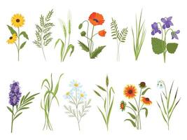 Wiese blühen Blumen, Feld Pflanzen und medizinisch wild Kräuter. Heu und Baumwolle Gras, Gaillardie, Segge und Sonnenblume. Wildblume Vektor einstellen