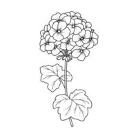 de illustration av pelargoner blomma vektor