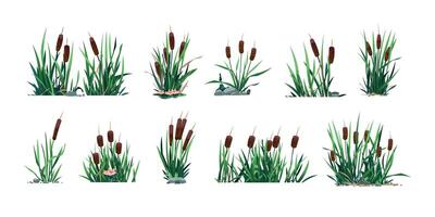 damm vass. tecknad serie grön träsk och flod växt, vatten ogräs med lövverk. vektor sjö botanik grafisk mall, isolerat uppsättning