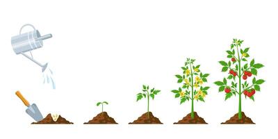 Tomate Wachstum. Stufen von Pflanze Aussaat, blühen und Fruchtbildung. Gemüse Grün sprießen wachsen. Landwirtschaft Pflanzen Prozess Vektor Infografik