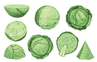 tecknad serie vit kål. organisk vegan mat med stjälk, löv och rötter, friska bruka vegetabiliska för sallad och ljus måltid. vektor isolerat uppsättning