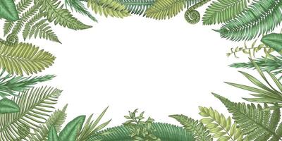 Farn Hintergrund. Hintergrund mit Hand gezeichnet Wald Pflanzen und ländlich Kräuter, Blumen- und botanisch dekorativ Elemente. Vektor leer Banner mit Raum zum Text