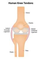 Mensch Knie Sehnen Wissenschaft Design Vektor Illustration