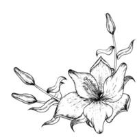 grafisk vektor illustration av knoppar och kronblad av en lilja. svart och vit hand teckning.