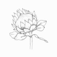 Blumen- Vektor Illustration. tropisch afrikanisch Rose Protea Tinte Hand gezeichnet Gemälde zum Hochzeit, Einladung, Gruß Karte, Logo Design