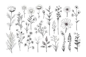 samling av annorlunda medicinsk örter, natur botanisk dekorativ samling. vektor illustration isolerat samling tropisk blad uppsättning