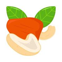 Cashew Obst mit Cashew Nüsse Illustration vektor
