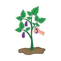 Aubergine Pflanze mit Hand Illustration vektor