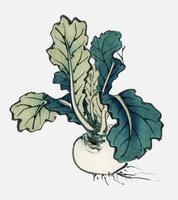 Radish av K? No Bairei (1844-1895). Digitalt förbättrad från vår egen ursprungliga 1913-upplagan av Bairei Gakan. vektor