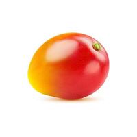 roh tropisch Mango ganze Obst mit glänzend Haut vektor