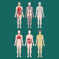 mänsklig kropp organ och system vektor illustration.