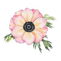 Anemone Rose Blume. isoliert Hand gezeichnet Aquarell Illustration. Sommer- Blumen- Design zum w vektor