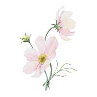 Strauß von Rosa und Weiß Cosmea Blumen. Kosmos bipinnatus. isoliert Hand gezeichnet Aquarell Illustration von Mexikaner Aster. Sommer- Blumen- Design zum Hochzeit Einladungen, Karten, Textilien, Verpackung Papier vektor