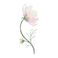 Rosa und Weiß Cosmea Blume. Kosmos bipinnatus. isoliert Hand gezeichnet Aquarell Illustration von Mexikaner Aster. Sommer- Blumen- Design zum Hochzeit Einladungen, Karten, Textilien, Verpackung Papier vektor