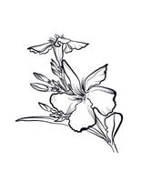 Vektor Illustration von ein Blühen Oleander Blume Vektor