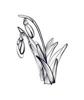 Hand Zeichnung von Schneeglöckchen Blumen Vektor