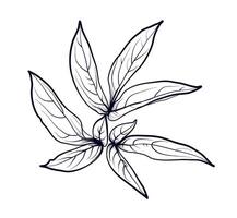 hand teckning av pion löv vektor illustration