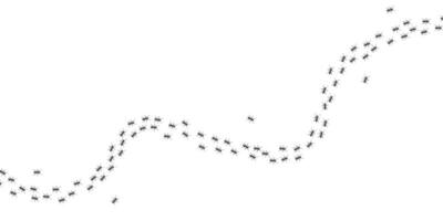 en väg av myror löpning upp vektor isolerat på vit bakgrund.