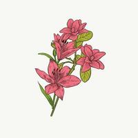 årgång stil hand dragen rosa blomma illustration vektor