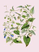 Indischer Tabak (Lobelia inflata) aus Illustrationen von Himalaya-Pflanzen (1855) von WH (Walter Hood) Fitch (1817-1892). Digital verbessert durch Rawpixel. vektor