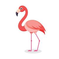 flamingos platt vektor illustration på vit bakgrund.