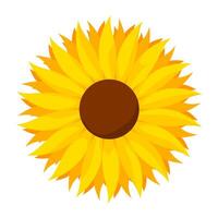 Blühen Sonnenblume Blütenblätter auf ein Weiß Hintergrund. Gelb Blumen geeignet zum Logo Karten, Dekorationen, Frühling und Sommer- Entwürfe. Vektor Illustration