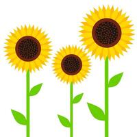 Gelb Sonnenblume mit Grün Blätter isoliert auf Weiß Hintergrund. ein gut Zier Pflanze zu Pflanze im Ihre Hof. Vektor Illustration