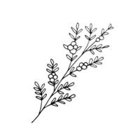 ritad för hand minimalistisk gren med bär och löv. doodle-stil vektor illustration. botanisk element för design, vykort, skriva ut, dekor, och sticker.vector enkel illustration.