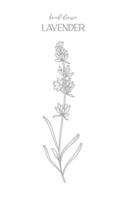 lavendel- linje teckning. svart och vit blommig ramar. blommig linje konst. bra linje lavendel- illustration. hand dragen översikt blommor. botanisk färg sida. bröllop inbjudan blommor vektor