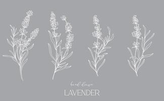 lavendel- linje teckning. svart och vit blommig buketter. blomma färg sida. blommig linje konst. bra linje lavendel- illustration. hand dragen blommor. botanisk färg. bröllop inbjudan blommor vektor