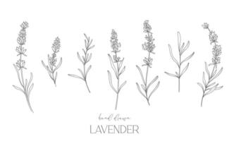 lavendel- linje teckning. svart och vit blommig buketter. blomma färg sida. blommig linje konst. bra linje lavendel- illustration. hand dragen blommor. botanisk färg. bröllop inbjudan blommor vektor