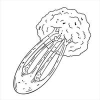 Sellerie Karikatur Hand gezeichnet Illustration. Grün Gemüse. gesund Ernährung. Zutaten zum Salat isoliert auf Weiß. schwarz und Weiß Färbung vektor