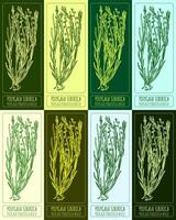 uppsättning av vektor ritningar av polygala sibirica i annorlunda färger. hand dragen illustration. latin namn polygala tenuifolia willd.