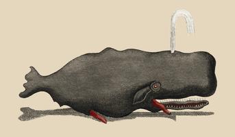 Unterhaltungen aus der Naturgeschichte - Fisch (1798), ein aufgeräumter Pottwal, der Wasser durch ein Blasloch schießt. Digital verbessert durch Rawpixel. vektor