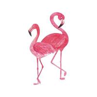 tropisch Aquarell Flamingo. schön Hand gezeichnet Abbildungen vektor