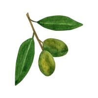 Olive Blätter Ast mit Früchte. Aquarell Clip Art. vektor