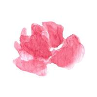 lösa vattenfärg rosa rosor. blommig illustration vektor