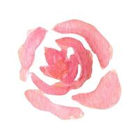 lose Aquarell Rosa Rosen. Blumen- Illustration vektor