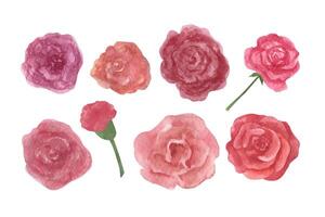 lose Aquarell Rosen Sammlung, Boho Clip Art Blumen. Blumen- Hochzeit Illustration vektor